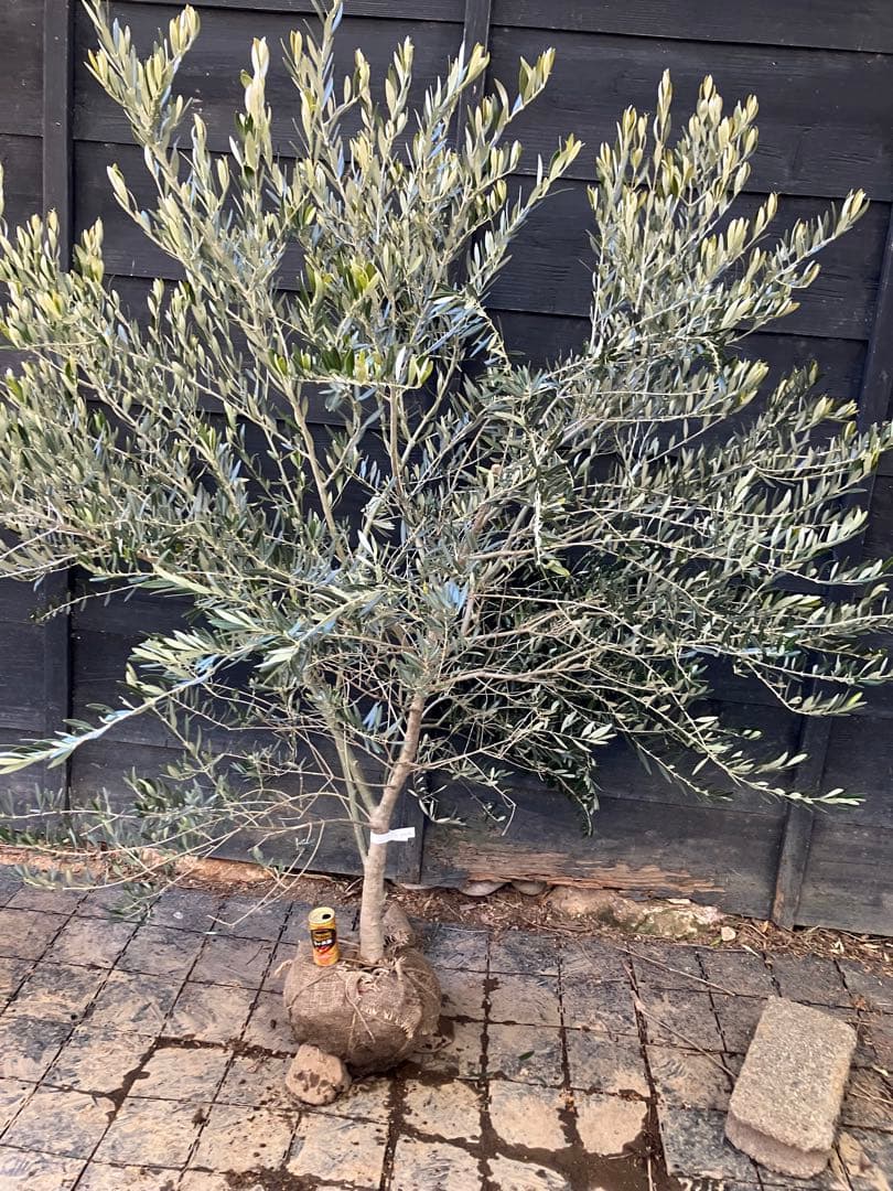 1 希少　オリーブの木　カヨンヌ