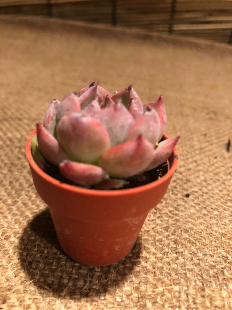 多肉植物 ミニ桃太郎♡ 抜き苗！ １号プラ鉢付き！