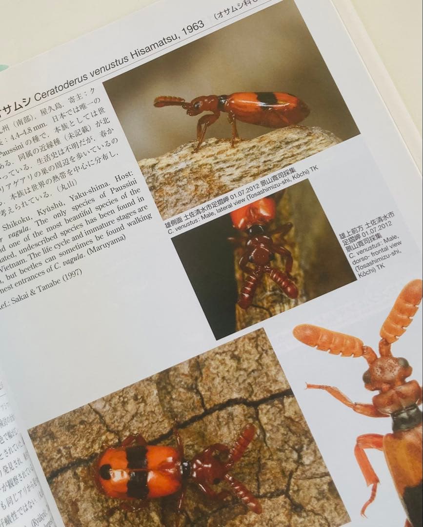 アリの巣の生きもの図鑑